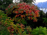 20141015 080937  15 October-sumac inthe vineyrad