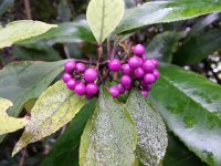 20141017 084423  Amazing berries!