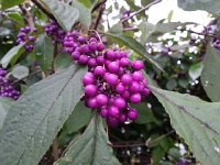 20141017 084430  I never noticed these before!