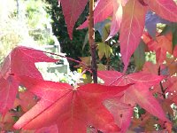 20141026 132046  Sweet gum leaf next to spiral staircase
