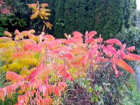 20141029 073942  29 October . the sumacs have progressed