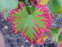 20141029 074044  Grape leaf I