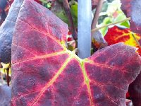 20141029 074103  Grape leaf II