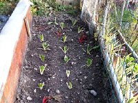 20141029 165854  Swiss chard transplanted to new bed