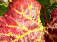 20141031 160948  Grape leaf IV