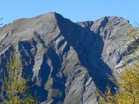 DSCN2500  First and larches