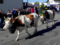 DSCN2401  along with the cows...