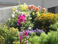 DSCN2432  More flowers