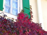 DSCN2450  A gorgeous vine