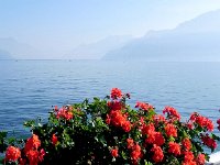 DSCN2463  Looking up Léman