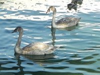 DSCN2470  paddling about