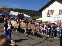 IMG 0695  Of course, there were more cows