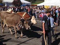 IMG 0699  Current issue: do bells deafen the cows?