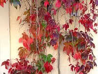 IMG 0706  whose name escapes me