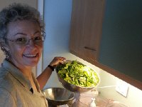 20140906 103639  time for harvest the basil, make the pesto