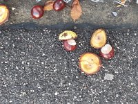 20140922 084604  horse chestnuts?