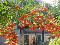 20140922 125353  Pyrocantha in Bern