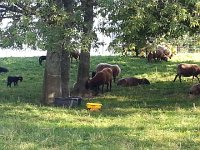 20140926 163111  Sheep on the UniL campus