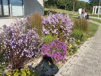 20140926 163418  Garden in from of Amphipole