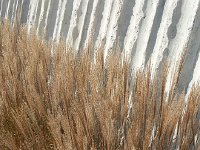 20140926 164340  I think this grass in Andropogon