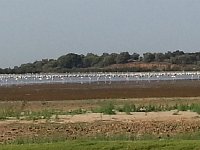 20141001 103424  though the flamingos found some water in the playa