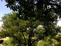 IMG 0742  Strolling among the orange trees