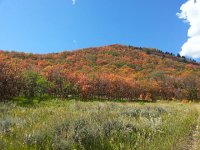 20140915 123851  The maples, oaks and aspens