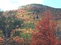 20140915 130343  imitation of the Eastern hardwoods