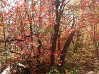 20140915 132754  The hike was through a kind of scrub forest