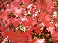 20140915 132831  where the maples