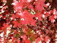 20140915 132840  turned all the light red