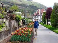 20150419 113024  we ran into more tulips.
