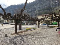 20150419 150052  Tree branches woven together...