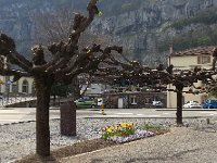 20150419 150055  to make a bower when they all leaf out, I guess.