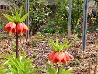 IMG 1201  with some interesting flowers...