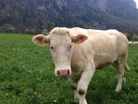 IMG 1202  and then entered the Cow Zone.