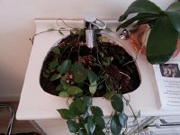 20150401 160554  1April - plant in Crettol&#39;s offie