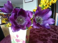 20150415 073021  15 April - business end of tulips