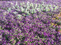 20150415 093443  city garden in Bern