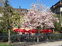 20150415 113801  Magnolia and Italian restaurant