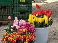 20150416 084714  16 April - tulips at UniL