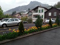 20150417 073956  17 April - spring showers and flowers