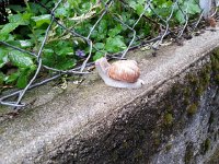 20150417 074227  The snails emerge