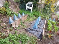 20150418 110830  18 April - Protecting the transplanted squashes