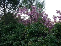 20150421 082352  21 April - blossoms at Collège