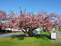 20150421 093008  Tree at UniL