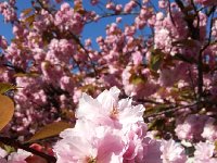 20150423 093024  23 April - blossoms at UniL