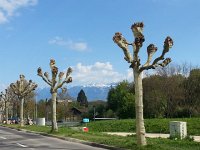 20150423 171233  Club trees