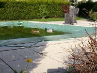 20150423 181922  Duckies