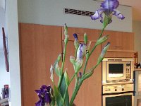 20150426 074357  26 April - daffodils done, irises starting